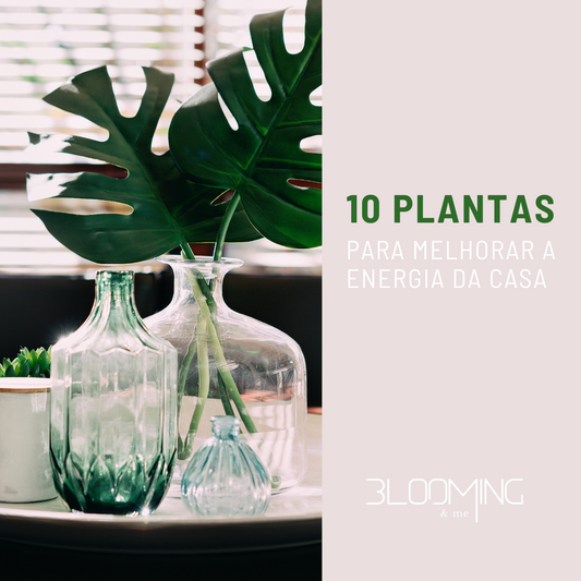 10 Plantas para melhorar a energia da sua casa.